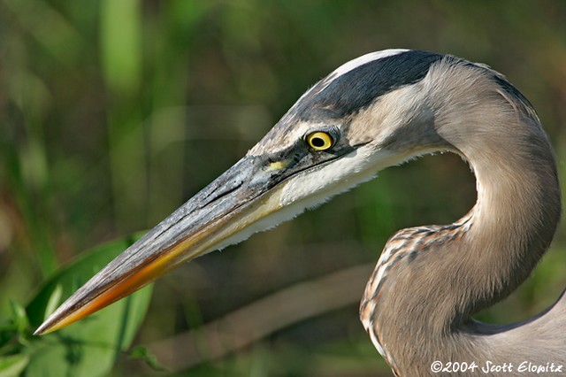 Great Blue Heron