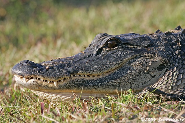 _S0I1571gator.jpg