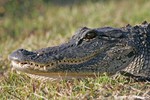 _S0I1571gator.jpg