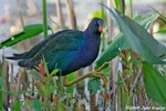 Purple Gallinule