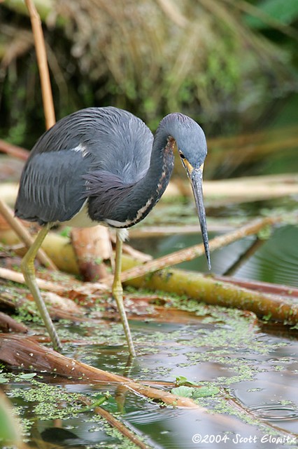 Tricolored Heron