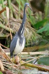 Tricolored Heron