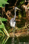 Tricolored Heron