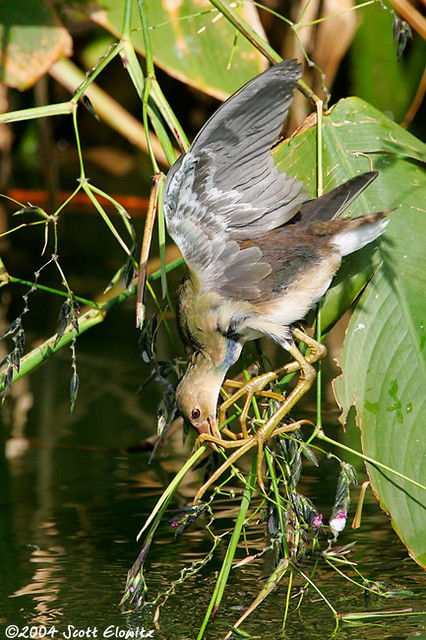 Purple Gallinule (juvenile)