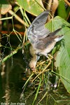 Purple Gallinule (juvenile)