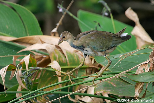 Purple Gallinule (juvenile)