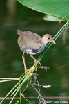 Purple Gallinule (juvenile)