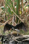 Anhinga