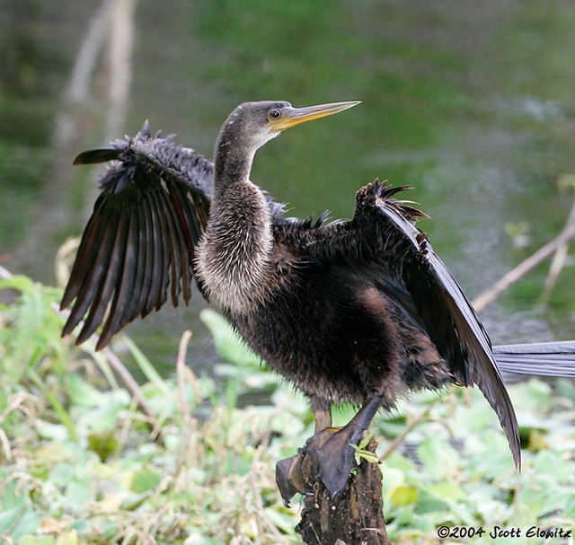 Anhinga