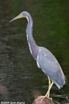 Tricolored Heron