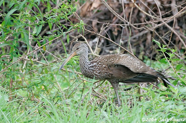 Limpkin