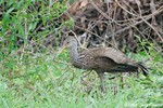 Limpkin