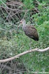 Limpkin