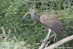 Limpkin