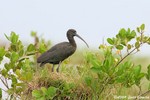 Glossy Ibis