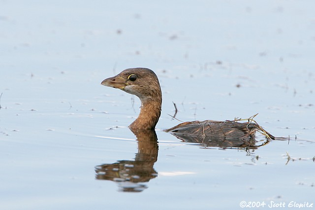 Pied-billed Grebe