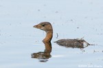 Pied-billed Grebe