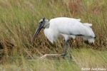 Wood Stork