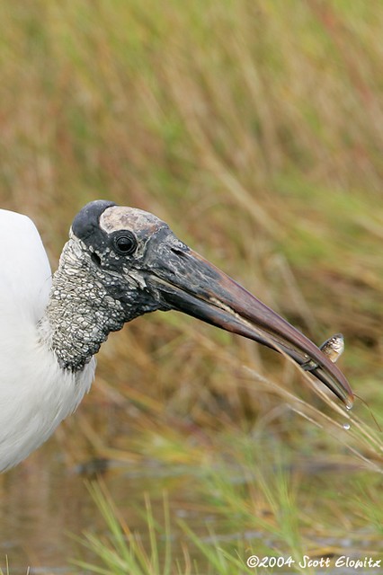 Wood Stork