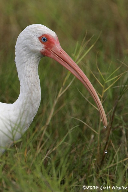 White Ibis