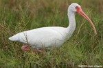 White Ibis