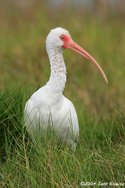 White Ibis