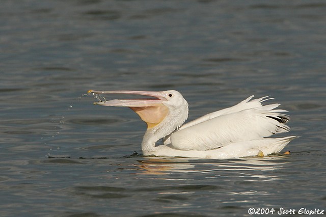 White Pelican