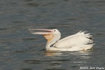 White Pelican