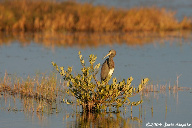 Tricolored Heron