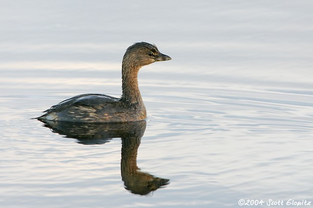 Pied-billed Grebe