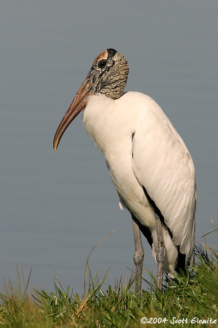 Wood Stork