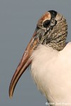 Wood Stork