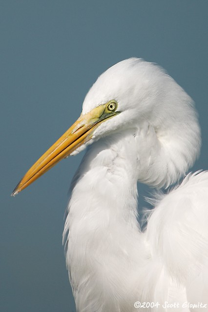 Great Egret