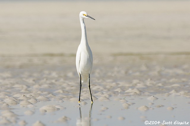 Snowy Egret