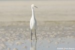 Snowy Egret