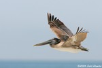 Brown Pelican