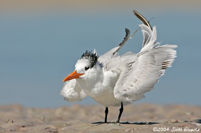 Royal Tern