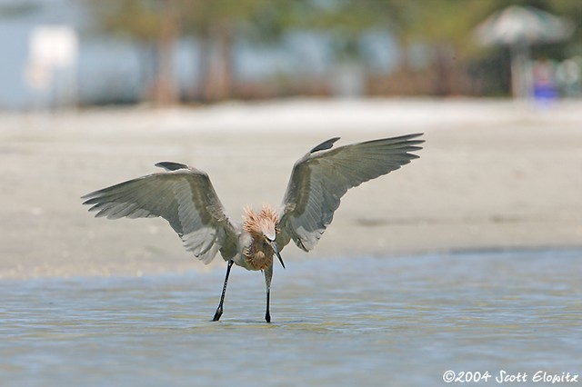 Reddish Egret