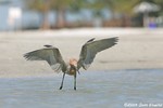 Reddish Egret