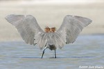 Reddish Egret