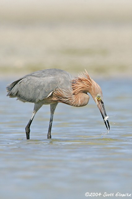 Reddish Egret