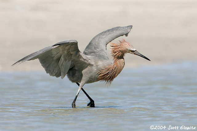 Reddish Egret