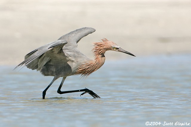 Reddish Egret