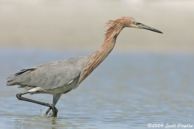 Reddish Egret