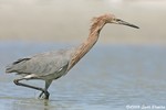 Reddish Egret