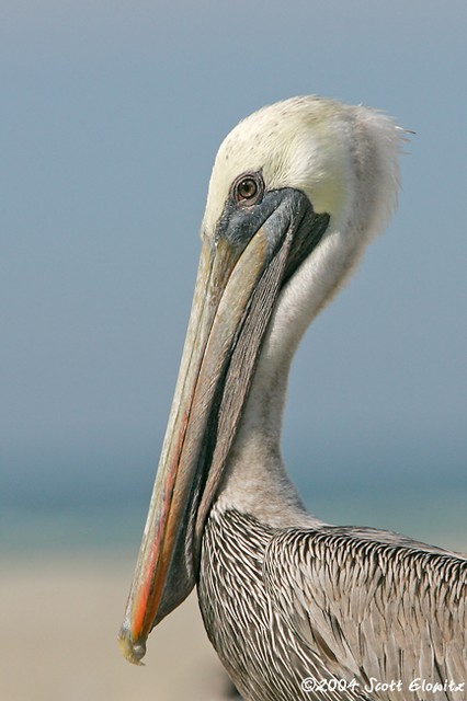 Brown Pelican