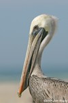 Brown Pelican