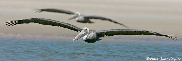 Brown Pelican