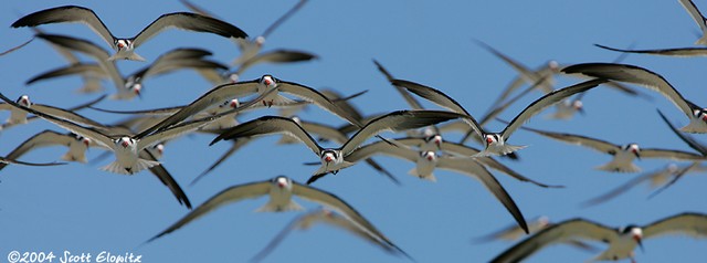 Black Skimmer