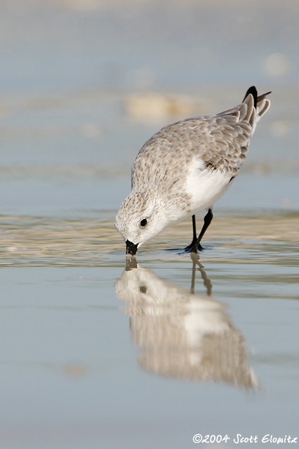 Sanderling